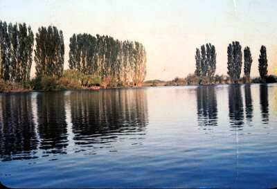 plano general del río Trumao con álamos en los bordes