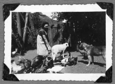 Mujer adulta dando de comer a aves domésticas. Hay gallinas, un pavo, un cordero y un perro.