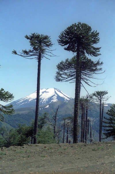 Anterior
