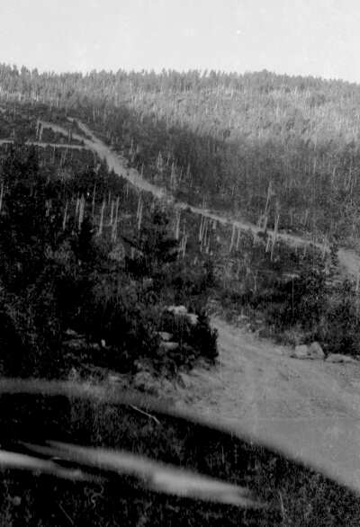 Bosques de Balneario de Hueicolla tomada desde el interior de un Auto