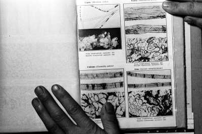 -Plano entero de dos planas del libro --fibras textiles-- escrito por Pablo Link el cual se encuentra apoyado sobre una pared. En sus paginas, se encuentran ilustraciones de lino y Cannabis sativa.-
